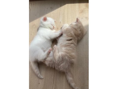 3 güzel yavrum var ücretli sahiplendirilecektir