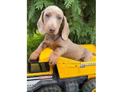 Bir çok seçenek ile dachshund bebekler çiftliğimiz