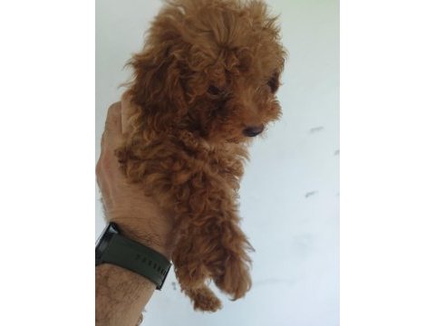Safkan red brown toy ve kore poodle yavrular - üst kalite