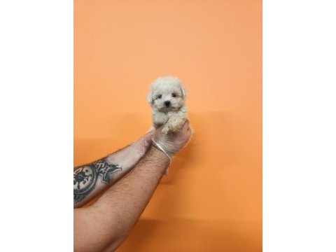 Mükemmel kalite maltese terrier bebekler