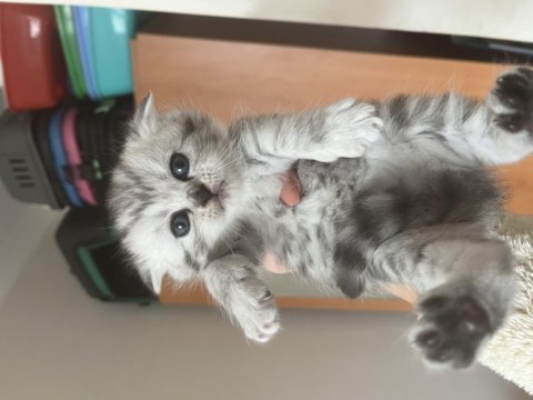 Sevimli scottish fold kulaklar
