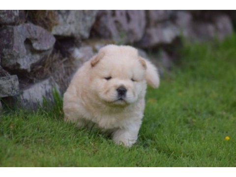 Ayı surat chow chow yavrular renk renk