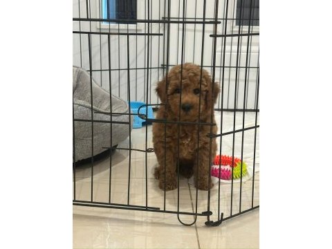 50 günlük dişi toy poodle