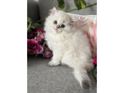 Efsane güzellikte british longhair bebekler