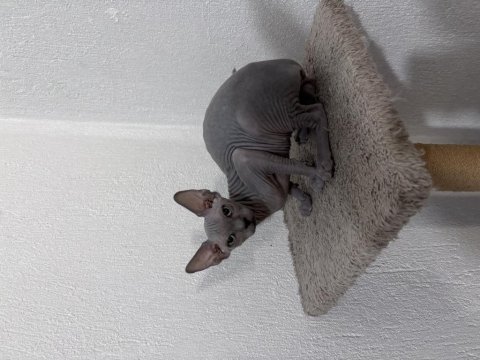 Safkan kanada sfenksi yavrular