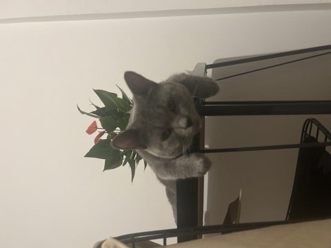 British shorthair erkek