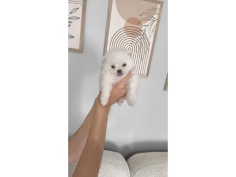 Pomeranian boo erkek ve dişi yavrularımız