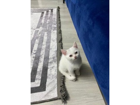 2 aylık dişi british shorthair bebeğim