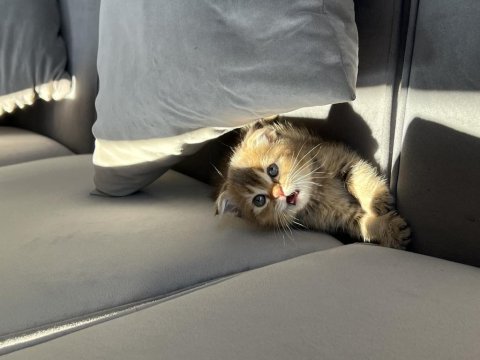 Golden scottish fold