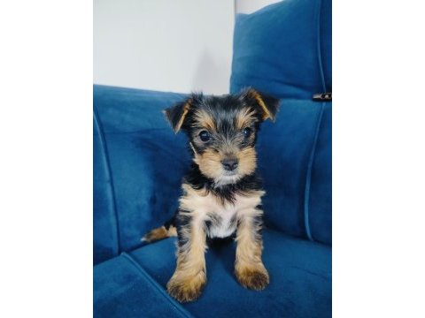 Yorkshire terrier yavrular