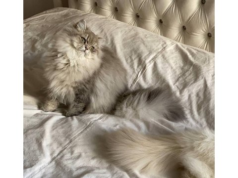 British longhair kartpostal mı gerçek mi