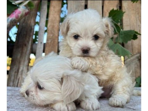 Küçük boy 3 kg sınırlı malteseler erkek ve dişi