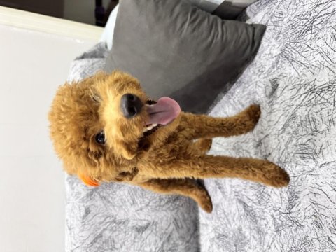 Toy poodle 8,5 aylık