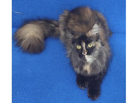 A kalite maincoon yavrumuz teslime hazırdır