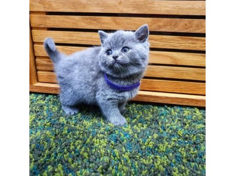 British shorthair yavruları