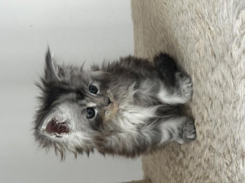 Tablo gibi güzel bir kız saf kan maine coon