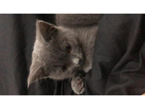 2 aylık yavru british shorthair