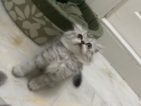 Güzel kızımı sahiplendiriyoruz