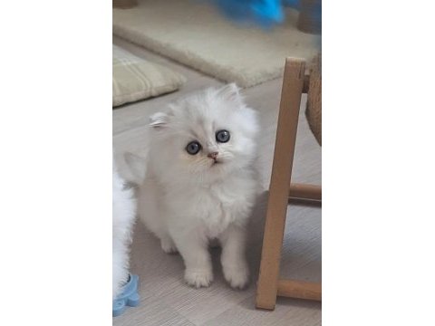 British longhair dişi