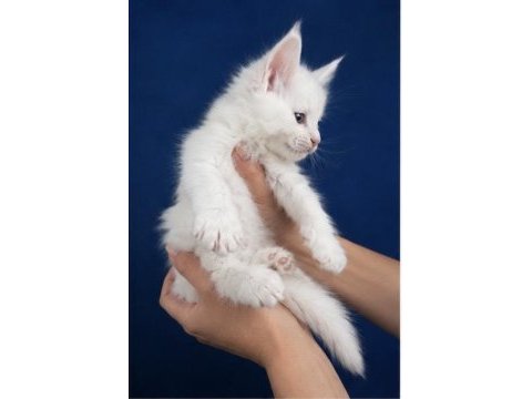 Xxxl bembeyaz maine coon yavrularımız