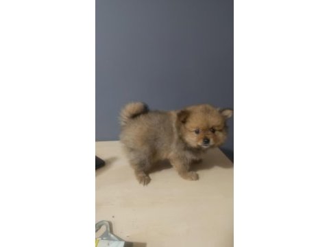 Pomeranian spitz