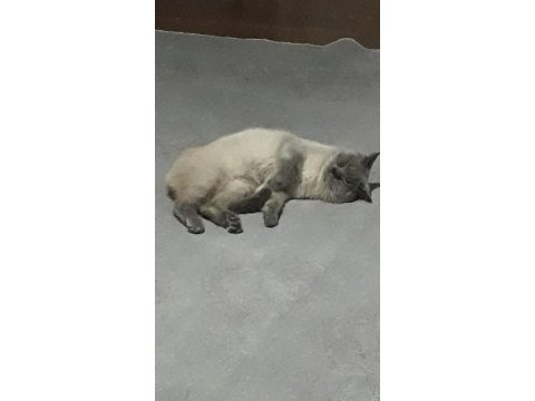 Scottish fold oglumuzu ucretsiz sahiplendirmek istiyoruz