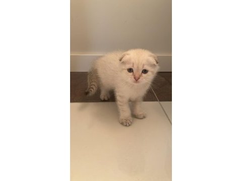 Scottish fold paşam ve prenses hazır