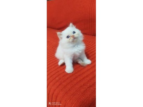 1.5 aylık iran persian (chinchilla)
