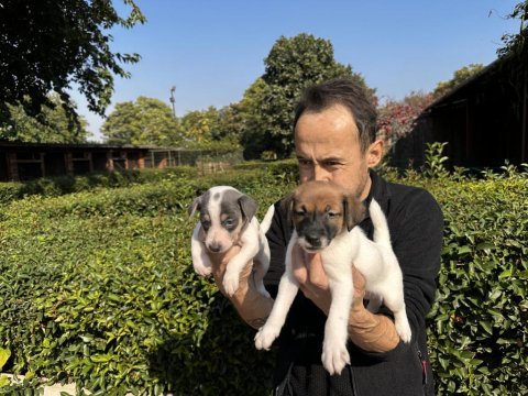 Jack russell yavru köpeklerimiz