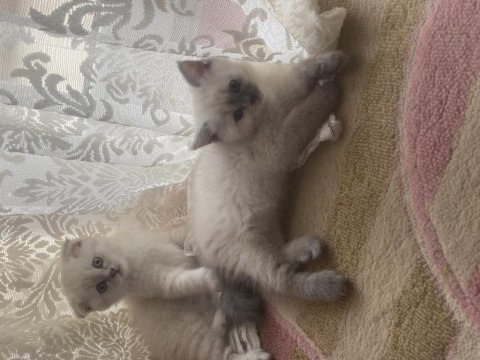 50 günlük evden ayrılmaya hazır 5 kedimiz