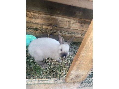 Cüce tavşanımız