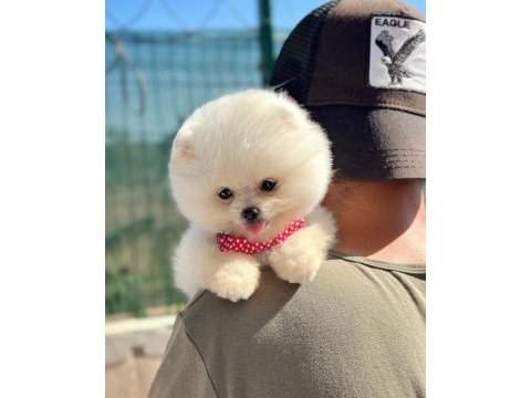 Oyuncu karakterli pomeranian boo yavrularımız