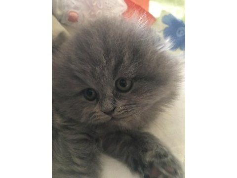 Dünya tatlısı british longhair yavrular