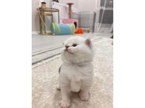 Minik yavru kedilerim