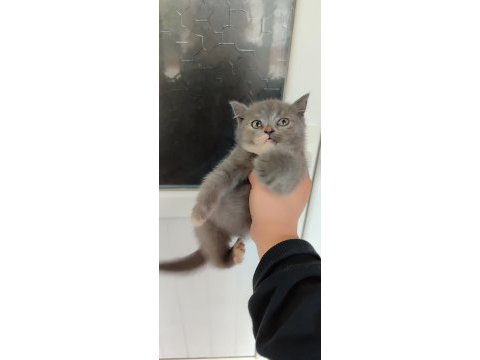 British shorthair miniğime yuva arıyorum