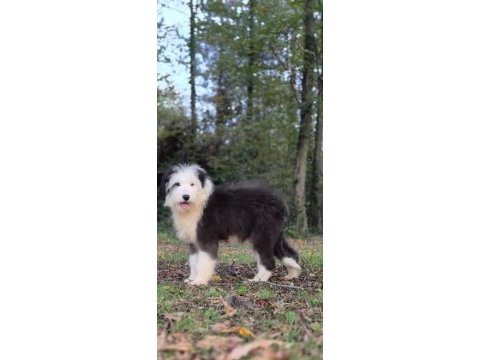 Old eglish sheppdog (bobtail) yavru köpeğimiz