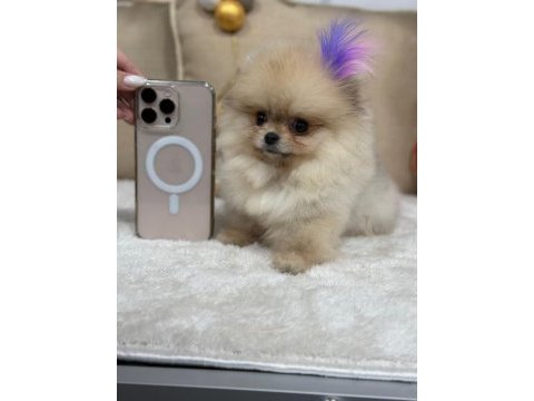 Şecereli pomeranian belgeli bebekler