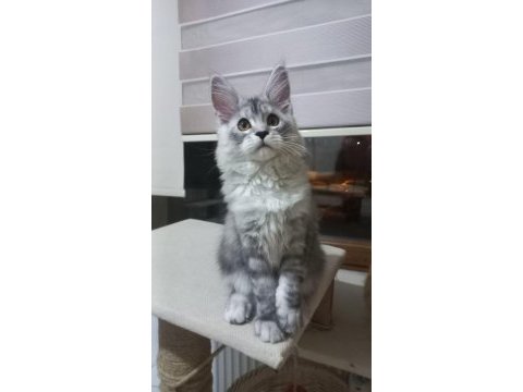 Safkan secereli maine coon yavru