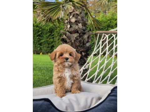 Mükemmel kalitede maltipoo bebeklerimiz