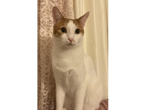 2 yaşında kedimiz yumak oğlumuza yuva arıyoruz
