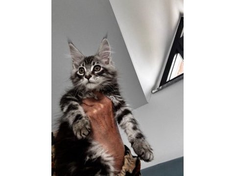 Maine coon dev yavru kediler