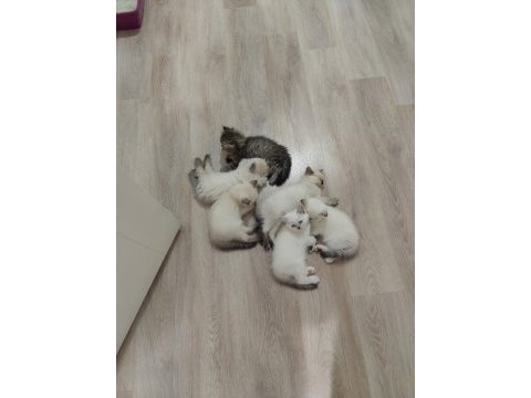 2 aylık yavru kediler 5 adet