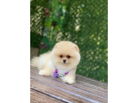 Dişi ayı surat orjinal pomeranian boo