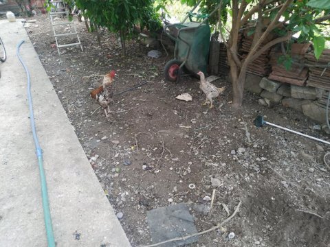 Satlık horoz ve tavuklar 11 aylık
