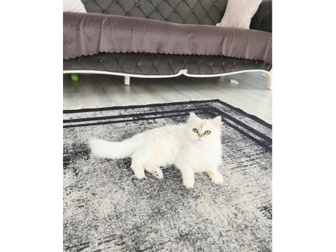 Ofislik akıllı peri kızımız luna