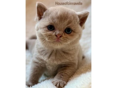 Safkan british shorthair fawn dişi