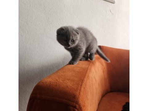 Scottish fold yavrularımız