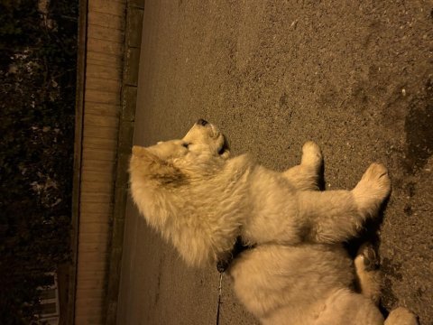 Tatlılar tatlısı çin aslanı köpeğimiz mars