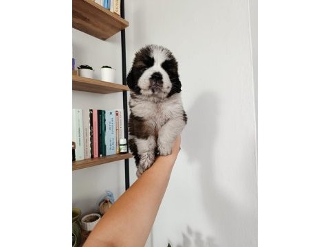 Güzel st bernard bebeğimiz