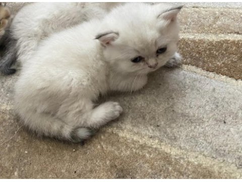 Dişi black golden point 2,5 aylık british shorthair